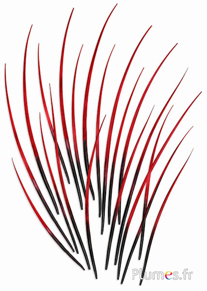 Oca calamo - 25-30 cm - nero-rosso